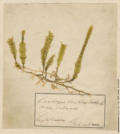Caulerpa scalpelliformis.jpg